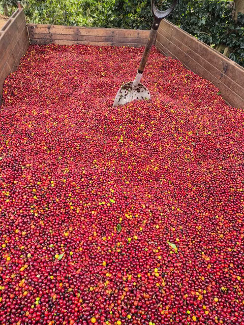 Costa Rica Natural // Catuai // La Pascuala