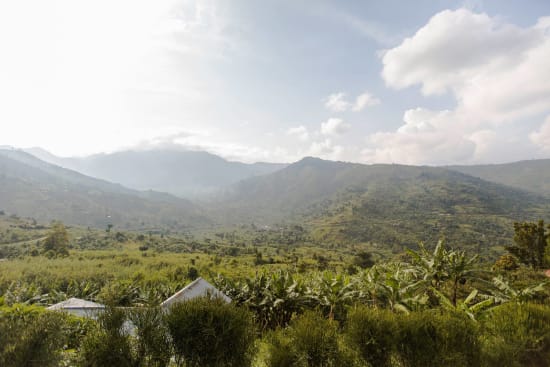 Uganda Natural // Rwenzori Silverback