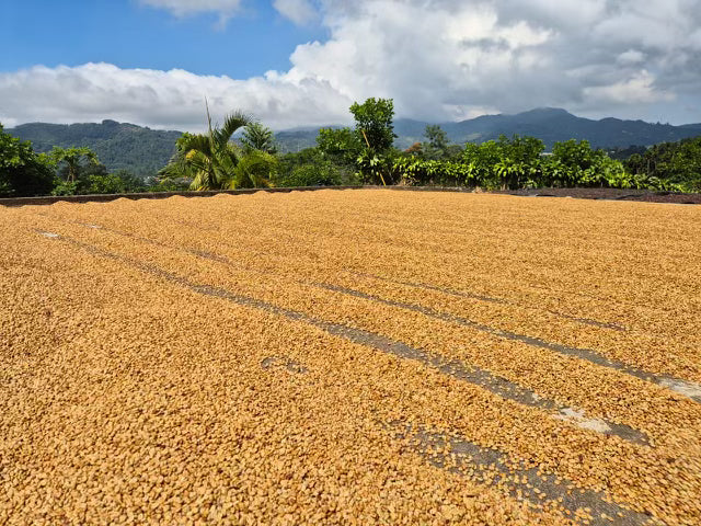 Costa Rica Honey // Caturra