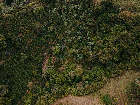 Colombia // Washed Process