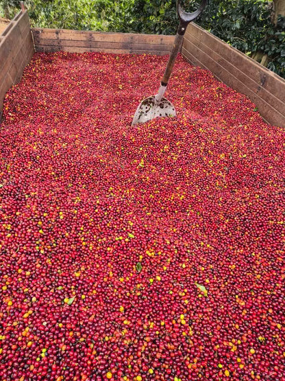 Costa Rica Natural // Catuai // La Pascuala