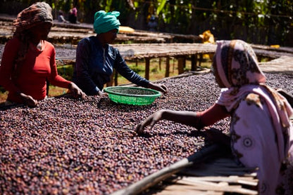 Ethiopia Natural // Guji
