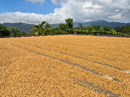 Costa Rica Honey // Caturra