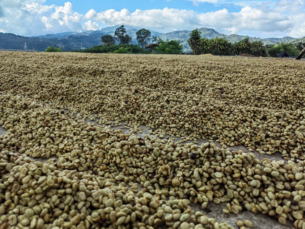 Honey Costa Rica // Tarrazú // Direct Trade