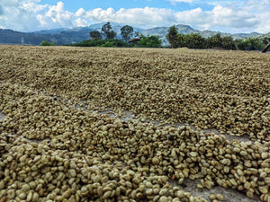 Honey Costa Rica // Tarrazú // Direct Trade